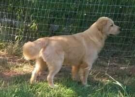 Phillips's Golden's Solomon Summer