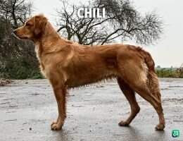 Handsome fox with gentle eyes Faithful Chili