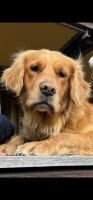 Indie LUMI's Golden Indie LUMI's Golden