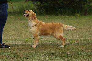 Ellie (Double Willow) Ellie (Double Willow)