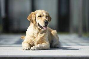 Life is Life Stella of golden Mountain Lake