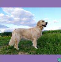Anabela cor ex silvis Anabela cor ex silvis