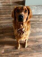 Sterling Valley's Why So Sweet