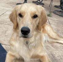 Gracie's Goldens Jolly June Bug BCAT RATI CCA