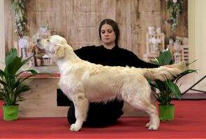 HJCH Angelonato Majestic Wizard