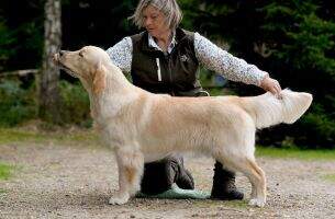 CZ INFINITY LOVE Canis Regnum