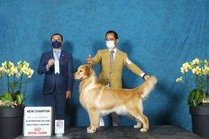CH. CASANOVA AERYI CW THOUSAND SUNNY FCI