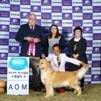 KOR CH CASANOVA AERYI TS GOLD PRINCESS FCI