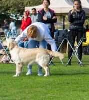 Angels in Leash Truly Madly Deeply