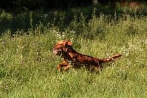 Sterre Fire Breathing Hellhound Sterre Fire Breathing Hellhound