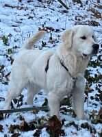 Goldens Retreat Prince Of Peace