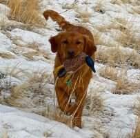 HR The Golden Goose of Floyd Ranch Field Goldens