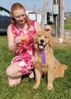 UKC CH Broomfield's Little Miss Tipsy