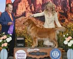 True Goldens Basil Hayden