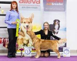 JCHRus, JChRKF, JClubCh, JGrandChRus Goldendorado Chantilly