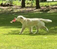 Eberlys Earl Of Graceland Therapy Dog