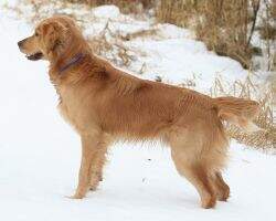 Rio's Dog Of Thunder WCI;