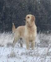 Snowflake White Fraya