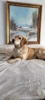 IDAFAB'S FUR-EVER STORY OF WINNIE'S GIFT