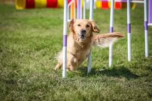 Peblovandy Rose Red