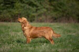 Gina Di Siena Viva l'Amore Double Willow