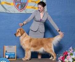 Golden Glory One Fine Lady