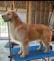 NAT CH Haven's Presidential Teddy Bear