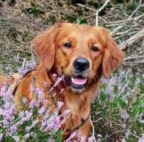 Gorgeous Maes from Just Goldens