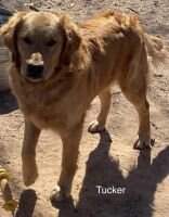 Krr Tucker Man Krr Tucker Man