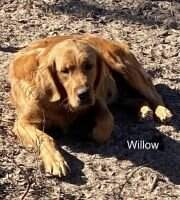 Krr Willow Reign Krr Willow Reign