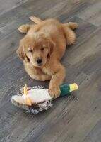 KRR Duck KRR Duck