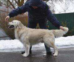 Junior Champion Russia Champion Russia Champion RKF 2*C.CHK EL BINT SHAYNA