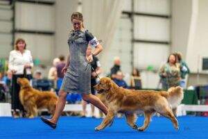 AKC CH Contigo's Flip to Yankees at Assurance