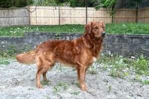 Sunrunner's Thunder Road Legacy CGCA CCA TKI DS SEN NW2