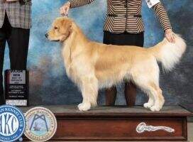 Alliebeck Caprock N Synco De Mayo BCAT