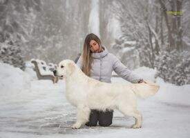 RUS RKF Ch Belarus Goldenrush Rock My World