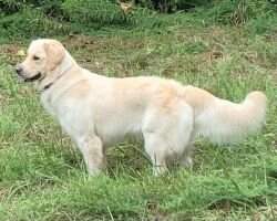 Langs Margo Belle