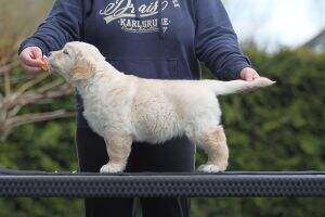 Inverness Golden Jelly Belly