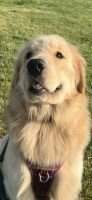 Maximus in love of Tobin