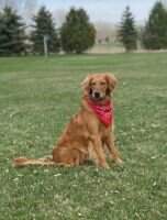 Summer's Goldens Shay