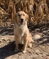 SHR Prairie Hills Good Golly Miss Molly