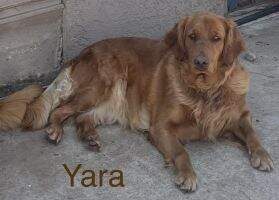 Blessed Yara of Sir Cyrus N Grace