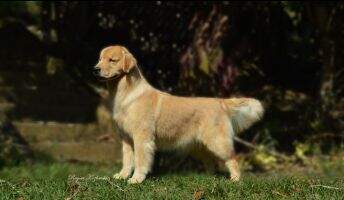 Chiots D'Or Alapy Vegas