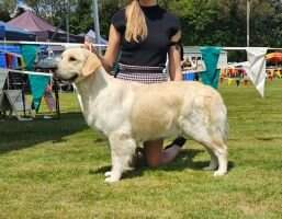 GOFETCH SKY DANCER FOR CEDARHILL