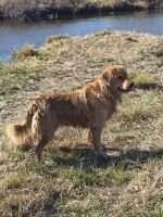 Sunfire's Ajax