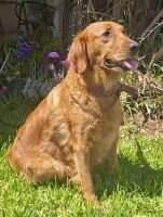 Bellastar (SS30539604)