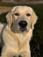 High Desert Golden's Riggins CGCA, CGCU, STR TKN VHMP