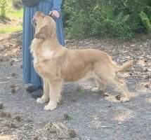Goldhaven Wish It Dream It Do It