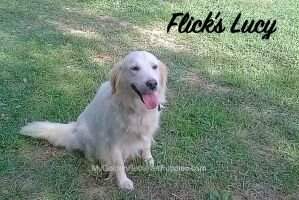 Flick's Lucy Flick's Lucy