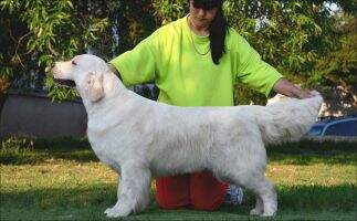 Infanta for Amico D'oro Perfect Forever